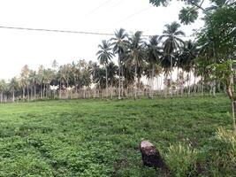 Coconut Plantation in the Tropics. A picture of a coconut plantation in the tropics. Lush green trees extend as far as the eye can see. photo