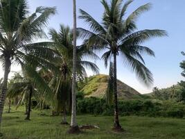 Palm Trees in a Tropical Landscape. A serene landscape of palm trees reaching up towards the sky, creating a peaceful and exotic atmosphere. photo