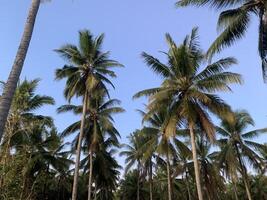 Coconut Palm Trees Under a Bright Blue Sky. A view of tall coconut palm trees reaching up towards a bright blue sky. The trees form a dense canopy, creating a sense of serenity and tranquility. photo