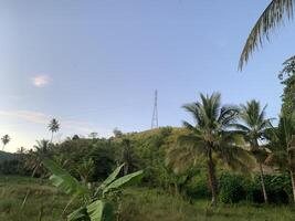 Palm Trees and Power Lines. A view of a hillside with palm trees and a power line in the distance. The sky is bright blue with a few white clouds. photo