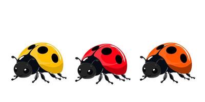 three ladybugs in yellow, red, and orange colors. Each ladybug features black spots and a glossy finish, set against a white background. Ideal for educational, nature, or children themed projects. vector