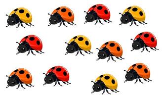 ladybugs are shown in a row on a white background vector