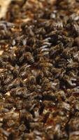 Huge swarm of bees crawling over the frames in beehive. Bees busy at their work. Close up. Bee brood background. Vertical video