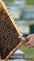 Man apiarist holding a frame with bees in hands and examines it. After a check-up apiarist puts a frame back into the hive. Vertical video