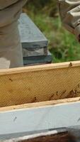 Beekeeper pulls the wax frame out of hive and uses brush to clean it from bees. Check-up of honey harvest a t the apiary. Vertical video