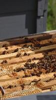 Apiarist takes a dark full frame out of hive. Man holding a wax frame covered with bee colony. Close up. Vertical video