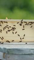 Little frame with light wax placed on the beehive. Bee brood crawling over the honey combs and lots of bees flying around. Blurred backdrop. Vertical video