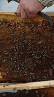 Hands of apiarist holding a frame with honey comb and a metal tool. Wax frame covered with bee colony. Man puts a frame back into bee hive. Vertical video
