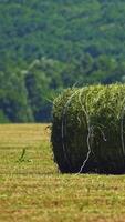 Big round bales of green grass on the forest background. Close-up. Agricultural machine pressing grass on the field for livestock in summer. Vertical video