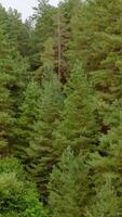 Pine trees in summer forest. Green nature background of a woodland. Flight among coniferous and deciduous trees. Vertical video