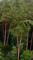 Pine trees. Green forest in summer. Background of tall trees in the wood. Beautiful nature.Motion camera to the right. Vertical video