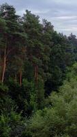 Nature background. Tall and short trees in the forest. Flight among the mixed trees in woodland. Beautiful tranquil scenery of summer wood. Vertical video