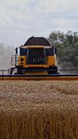 Front view of modern combine harvester. Agricultural machine is cutting ripe wheat spikes on the yellow field in summertime. Vertical video