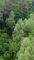 Tops of trees of woodland. Green forest in summer. Bright colors of mixed trees in the wood. Idyllic nature background. Aerial view. Vertical video