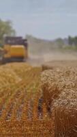 Harvesting wheat on the field. Tractor moving on the field to the combine harvester to take grains in summer day. Agricultural works in summer. Vertical video