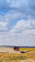 Combine harvester on golden field under the sky. Seasonal works of harvesting ripe wheat in the farmland. Vertical video