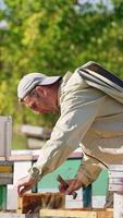 Calm apiarist looks at the frame coated with bees. Man turns the frame to the sun to check it better. Green trees at backdrop in blur. Vertical video