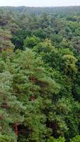 Summer green trees of forest background. Beautiful panoramic view over the tops of mixed trees. Peaceful woodland. Aerial view. Vertical video