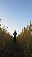 Ripe spikelets on field. Agronomist walking on the agricultural land. Farmer inspecting crop in summer. View from below. Vertical video