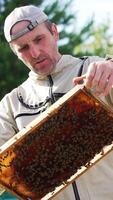 Male beekeeper looks at the full frame in his hands. Man checking up the frame covered with bees attentively. Nature backdrop in blur. Vertical video