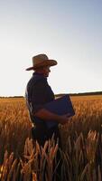 Agriculturist inspects the crop in farmland. Farmer in hat with a folder walking on golden field against bright sunlight in summer. Vertical video