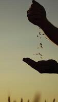 Silhouette of a farmer with grains at sunset. Agriculturist pours seeds in hands and evaluates the quality of grains against the evening sky. Vertical video
