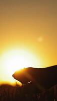 Hands with seeds against golden sunset. Silhouette of man's hands pouring ripe grains on the bright setting sun background. Vertical video