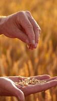 Ripe grains in man's hands. Farmer holding seeds in hands and looking at ripeness of crop on the blur background of yellow spikelets. Close-up. Vertical video