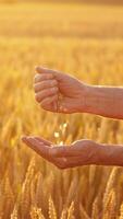 Farmer sifting grains in hands. Hands of a man with grains against the yellow sunlight on a field. Slow motion. Vertical video