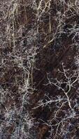 Forest in winter. Flight over the naked trees with frozen branches. Nature in winter time. Top aerial view. Slow motion. Vertical video