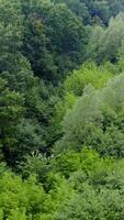 Light green forest of mixed trees. Amazing view of treetops on village background. Fresh nature in summer. Aerial landscape. Vertical video