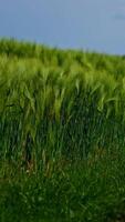 Footpath in the field. Green spikelets swaying in wind in the countryside. Beautiful organic plants growing on field. Natural environment. Close-up. Vertical video