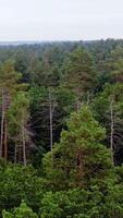 Green trees in the morning. Forest in summer. Beautiful nature. Treetops of mixed trees in woodland. View from above. Vertical video