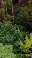 Green nature. Trees in the forest in summer. Tall pine trees in wood. Green scenery in summer. Camera rising. Slow motion. Vertical video