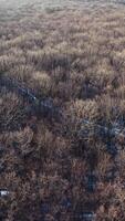 Brown trees in forest. Flight over the forest without leaves. Naked trees with no leaves. Nature background. Top aerial view. Vertical video