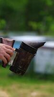 Beekeeper works with a chimney. Smoker in hands of apiarist on beehives background in summer. Apiarist concept. Vertical video