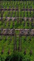 Electric supports among green field.Flight over huge field with high voltage steel pylons. High voltage lines in nature. Aerial view. Vertical video