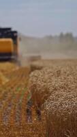 Agriculture machine harvesting crop in fields, Special technic in action. agricultural technic in field. Heavy machinery, blue sky above field. of the process. Vertical video