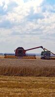 Agricultural machinery on the field. Combine harvester unloading crop into trailer. Two combines and tractors working in summer day. Vertical video