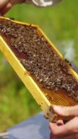 Bee frame in man's hands. Beekeeper holding and inspecting the honeycombs on the wooden frame with bees. Bees making pure organic product. Vertical video