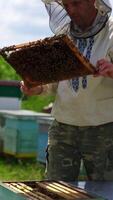 Apiarist with bee frame full of bees. Beekeeper inspecting honeycomb with bees on the apiary in summer. Beekeeping concept. Vertical video
