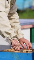 Hands of male beekeeper apply metal instrument to extract the frame from a hive. Man pulls a heavy full frame covered with bees from a hive. Vertical video