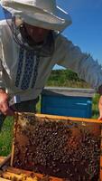 Apiculture in summer. Beekeeper looks after bees on apiary. Beehives with frames on green grass in rural place. Beekeeping process. Vertical video