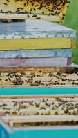 Frames of a bee hive. Bee honeycombs with honey and bees. Apiculture concept Vertical video