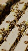Frames of a bee hive. Beekeeper harvesting honey. Working bees on honey cells. Apiary concept. Vertical video