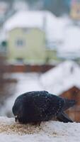 Hungry pigeons are eating in the snow on the houses background. Two beautiful birds eat crumbs on the roof in snowy winter. Vertical video