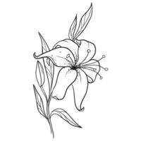 Simple Line Drawing Of A Lily Flower On A Branch With Leaves vector