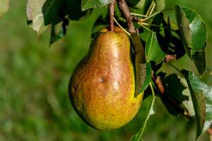 Pear on a young pear tree in a garden, different varieties, william pear, bon chretien pear, conference pear, healthy food photo