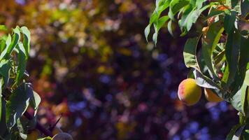 Peaches on Tree Branch Swaying in the Wind video