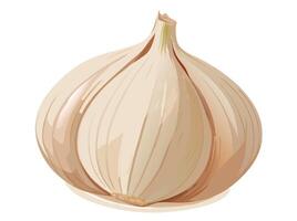Two garlic bulbs resting on a white background vector
